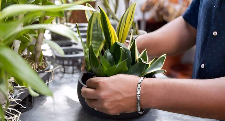 Plantes jardinerie Saint-Pierre