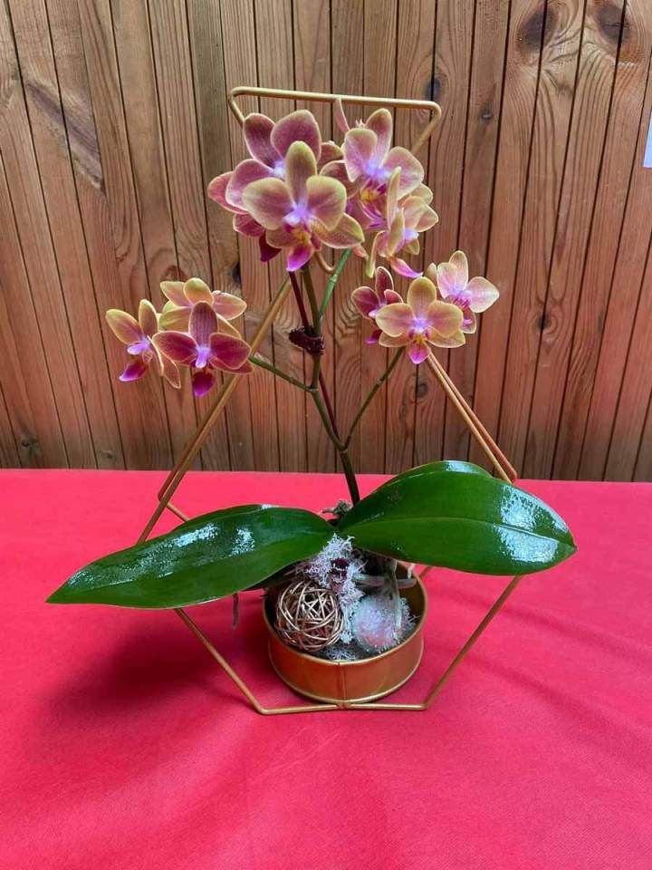 Phalaenopsis décoratif Saint-Pierre