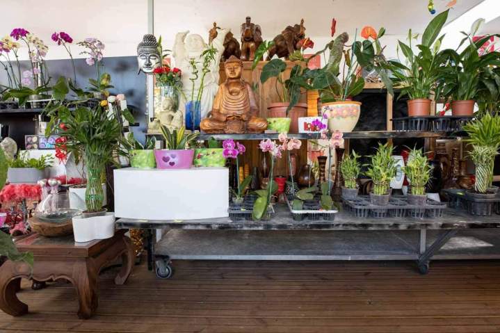 Magasin de plantes d'intérieur et d'articles de décoration Saint-Pierre