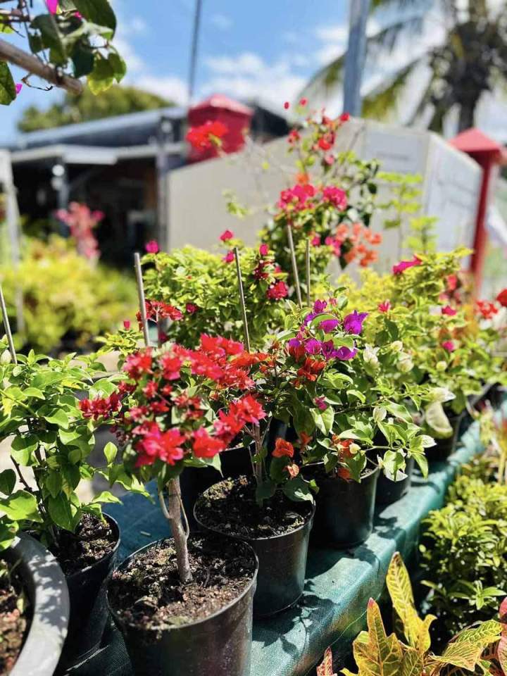 Bougainvilliers en pots Saint-Pierre