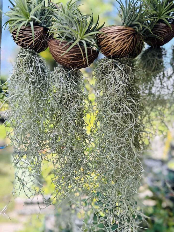 Tillandsias Saint-Pierre