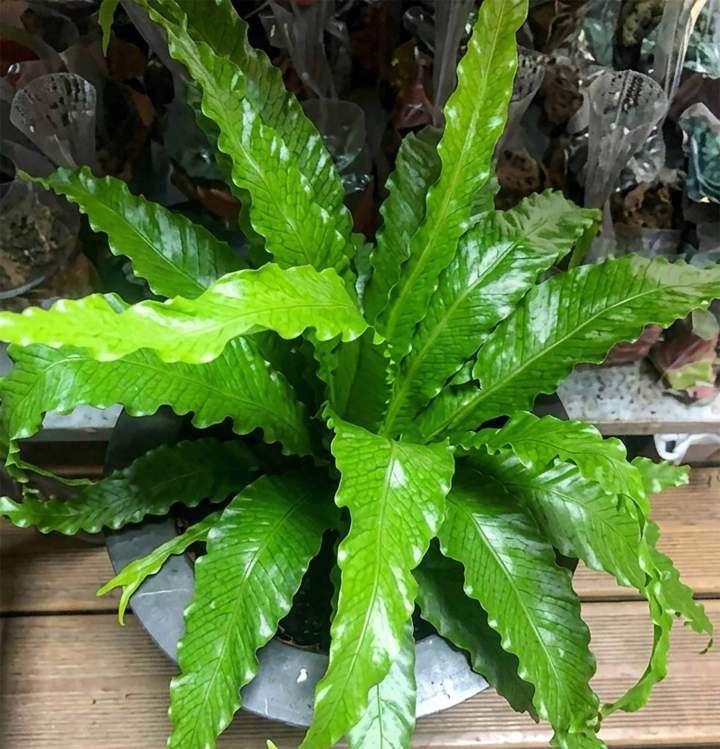 Jardinerie Saint-Pierre