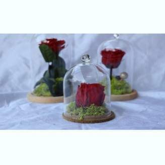 Rose éternelle, Saint-Louis