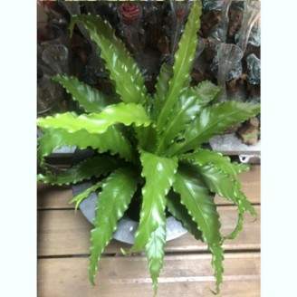 Jardinerie, Le Tampon