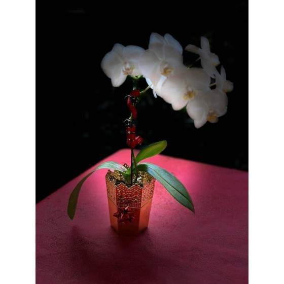 Fleurs artificielles, Le Tampon